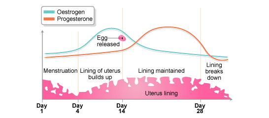 5_menstrual_cycle